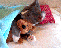 1323450826_the_definitive_collection_of_cat_10