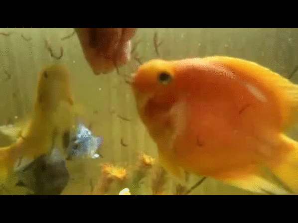 gtnhj111