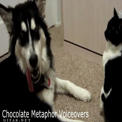 живность-гифки-не-трожь!-912162