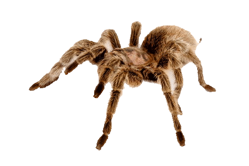 TARANTULA