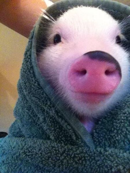 these_funny_animals_1316_640_01