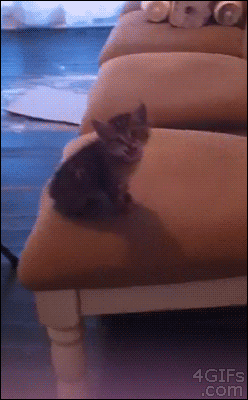 кот