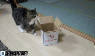 1310122004_maru_getting_in_a_small_box