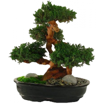 bonsai plant-210x210