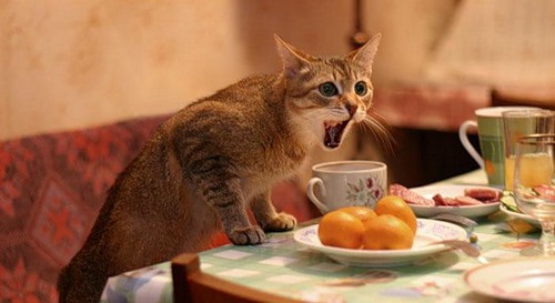 КотЭ