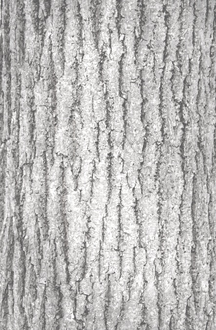 deciduous-tree-bark-texture-1236954294_31гши