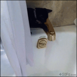 funny-gif-cat-bathtube