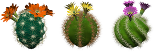 kaktus15