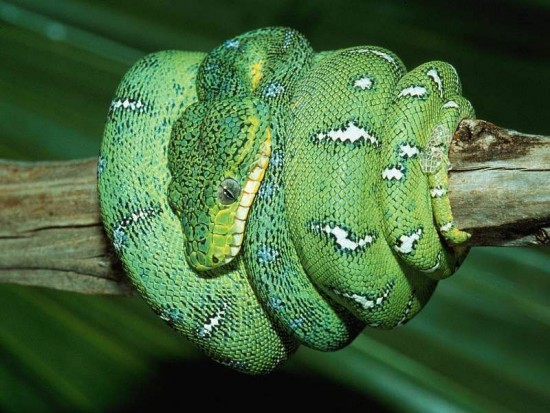 snake_2