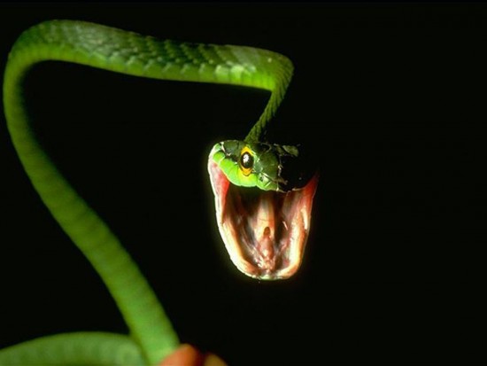 snake_4