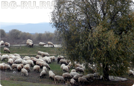 Пасущиеся овцы