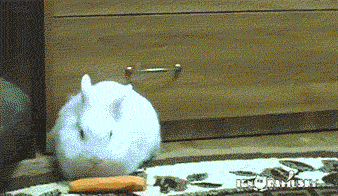 кролик-хомяк