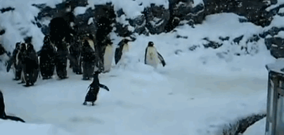 пингвины-живность-party-hard