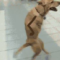 hilarious_2013_gifs_that_will_make_you_chuckle_08