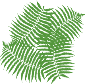 four-fern-leaves-md