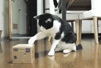 caixa-vs-gato