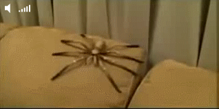 развод с пауком