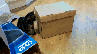 long_cat_is_looooooooooong