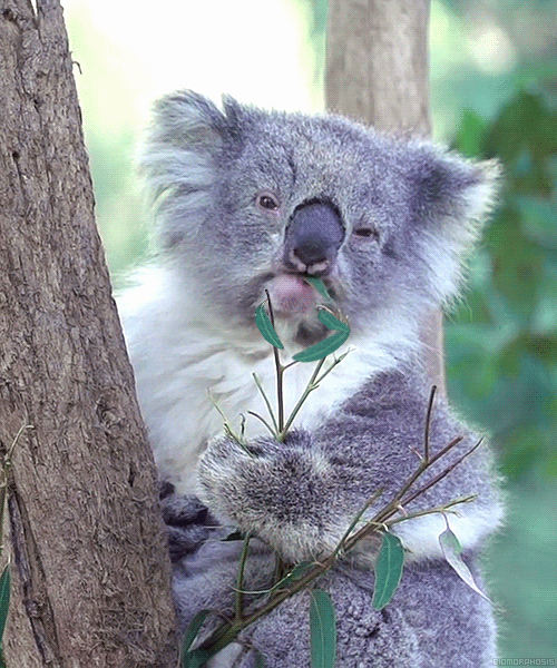 коала-презрение
