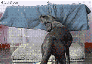 anigif_enhanced-buzz-20207-1355769222-1