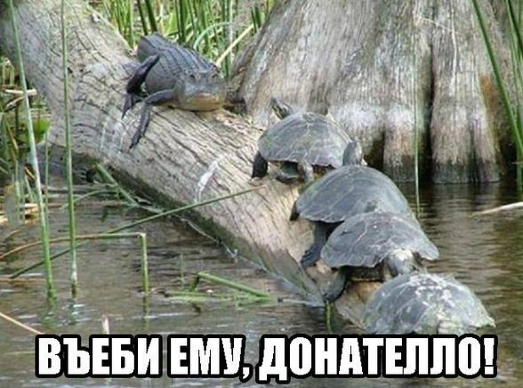 donatello