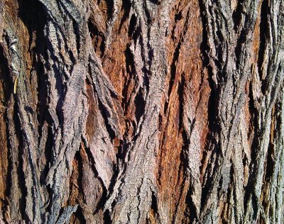 tree-bark-texture