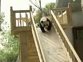 Панды катаются с горки