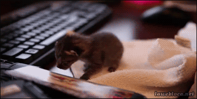1 week old kitten