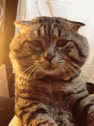 gif-cats-959448
