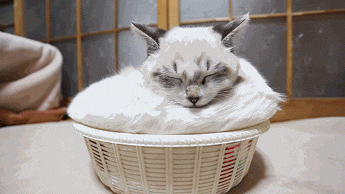 котэ-живность-котик-спит-1057148