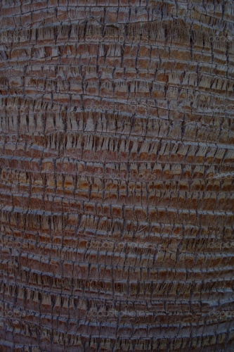 depositphotos_1887494-Palm-tree-bark-texture