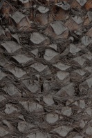 depositphotos_11416984-Texture-cortex-of-a-palm-tree