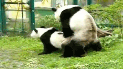 панда жжот