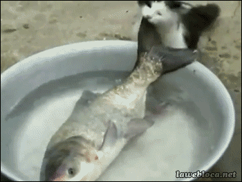 гифки-котэ-живность-1067409