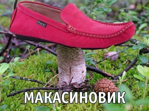 мокасины-гриб-песочница-345707
