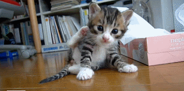 gifs_18 (1)
