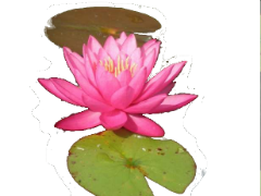 водяные лилии2