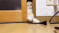 гифки-котэ-живность-баян-980097