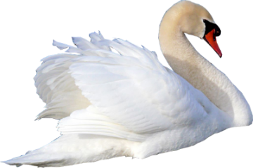 uroki-fotoshopa-otdelenie-obekta-ot-fona-kak-vyrezat11