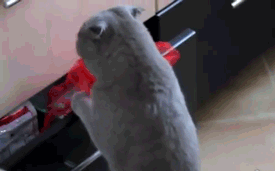 NQghRgz