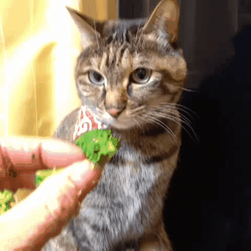 гифки-котэ-живность-1094499