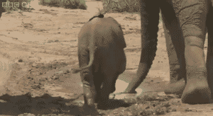 Слонёнок забуксовал