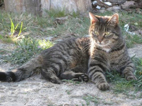 cat