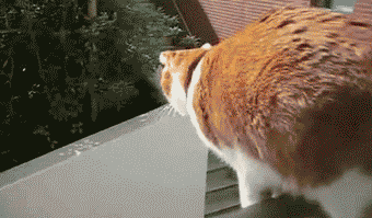 gifs_12