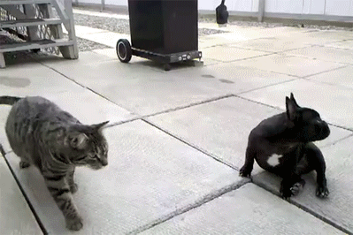 gifs_18