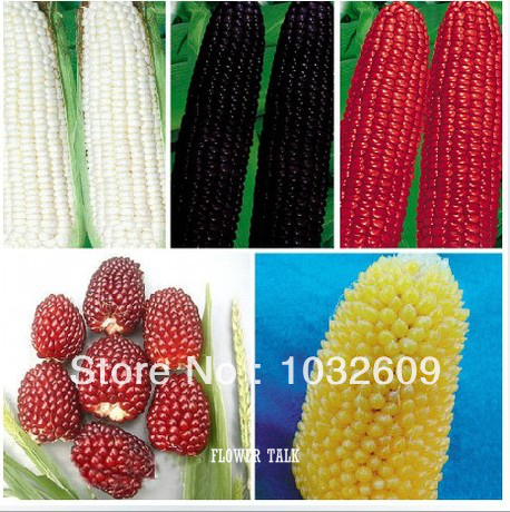 Mix-5-Colors-125pcs-Sweet-Corn-Seeds-Fruit-Vegetable-Seeds-Best-Garden-Supplies-For-Garden-Plant