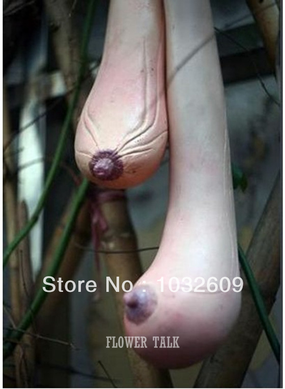 1.Free-Shipping-10pcs-Funny-Vegetable-Seeds-Rare-Breast-Melon-Seeds-Special-Vietnam-Gourd-Seeds-FTV0