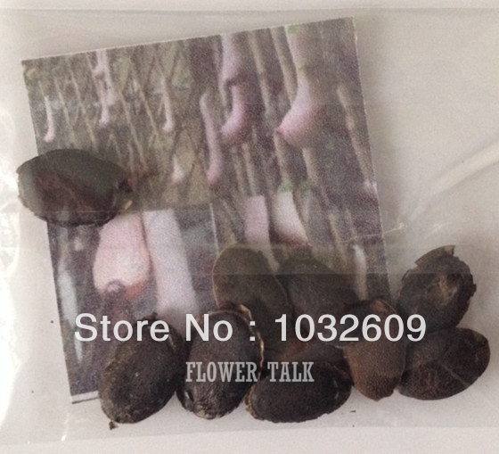 Free-Shipping-10pcs-Funny-Vegetable-Seeds-Rare-Breast-Melon-Seeds-Special-Vietnam-Gourd-Seeds-FTV001
