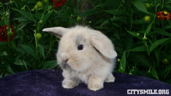 1371024892_jivotnit_positiv_47_5