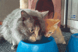 funny-gif-cat-kitty-drink-water